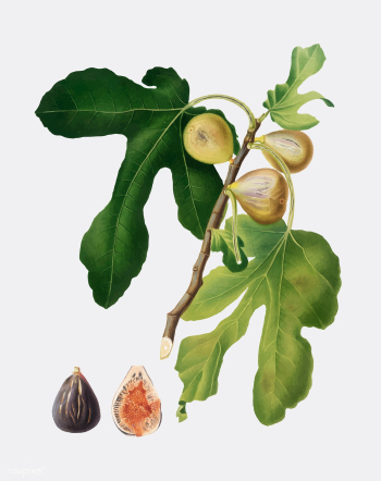 Figs from Pomona Italiana illustration | Free stock vector - 487901 Figs from Pomona Italiana illustration | Free stock vector - 487901