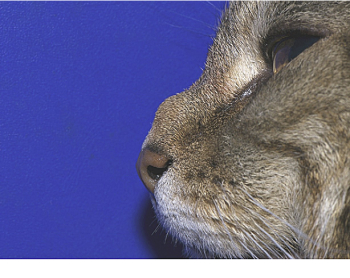 Figure 1 from Infection of the subcutis of the nose in a cat ...