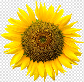 File formats Computer file, sunflower transparent background PNG clipart