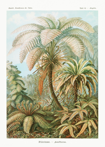 Filicinae&ndash;Laubfarne from Kunstformen der Natur (1904) by Ernst H.. | Free public domain illustration - 2266724