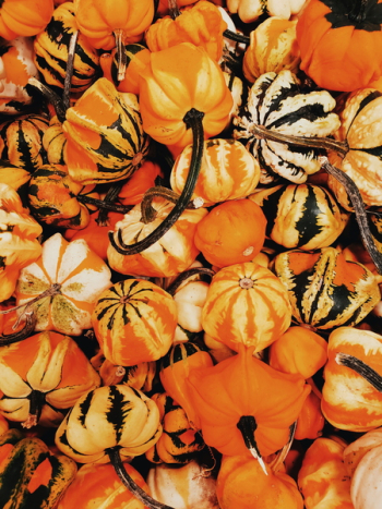 Fill the Frame Photograph of Pumpkin Fill the Frame Photograph of Pumpkin