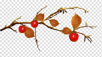 Filtre Internet , Beautiful apple fruit branch transparent background PNG clipart Filtre Internet , Beautiful apple fruit branch transparent background PNG clipart