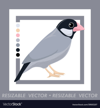 finch finch