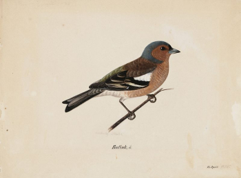 Finch, 1820 - 1868, Magnus | Free Photo - rawpixel Finch, 1820 - 1868, Magnus | Free Photo - rawpixel