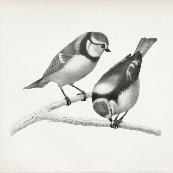 Finch bird vintage illustration | Free Photo Illustration - rawpixel Finch bird vintage illustration | Free Photo Illustration - rawpixel