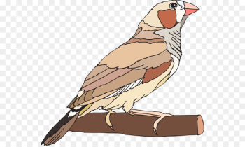 Finches Bird Zebra finch Clip art Image - shrew illustration Finches Bird Zebra finch Clip art Image - shrew illustration