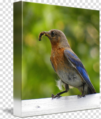 Finches Fauna Beak, bluebird watercolor transparent background PNG clipart Finches Fauna Beak, bluebird watercolor transparent background PNG clipart
