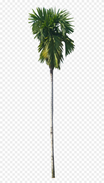 Find This Pin And More On Tree Cut Out/ Cambodian Plants - Betel Nut Tree Png