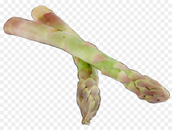 Finger Asparagus - Finger Asparagus -