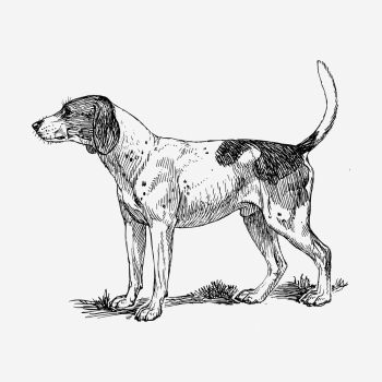 Finnish Hound dog hand drawn | Free Photo - rawpixel