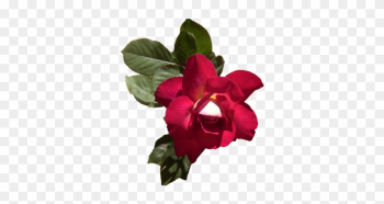 Fiona-rose - Rose Fiona-rose - Rose