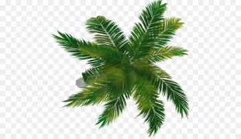 Fir Arecaceae Evergreen Spruce Pine - palm top Fir Arecaceae Evergreen Spruce Pine - palm top