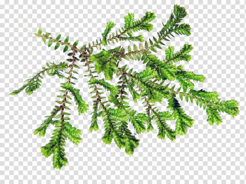 Fir Burknar Fern Leaf Plants, Leaf transparent background PNG clipart