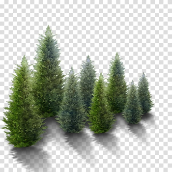Fir Christmas tree Pine, snowy winter tree transparent background PNG clipart Fir Christmas tree Pine, snowy winter tree transparent background PNG clipart