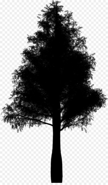 Fir Conifers Spruce Botany Tree - Fir Conifers Spruce Botany Tree -