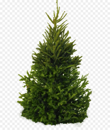 Fir Pine Cedar Tree - Fir-Tree Png Image Fir Pine Cedar Tree - Fir-Tree Png Image