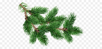 Fir Pine Christmas tree - christmas tree Fir Pine Christmas tree - christmas tree