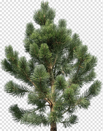 Fir Pine Tree, Fir-tree transparent background PNG clipart Fir Pine Tree, Fir-tree transparent background PNG clipart