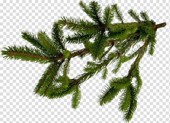 Fir Spruce Pine Conifers Tree, tree transparent background PNG clipart Fir Spruce Pine Conifers Tree, tree transparent background PNG clipart