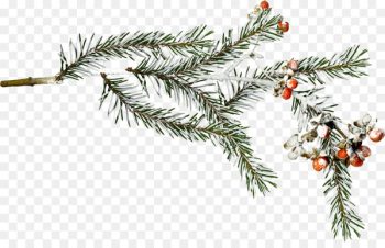 Fir Spruce Snow Branch Winter - winter Fir Spruce Snow Branch Winter - winter