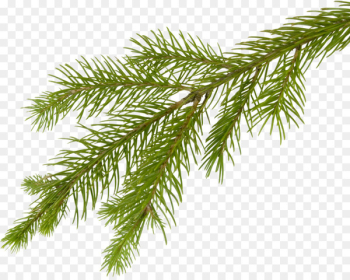 Fir Tree Branch Clip art - fir-tree Fir Tree Branch Clip art - fir-tree
