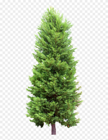 Fir Tree Clipart Cypress Tree - Fir Tree Transparent Fir Tree Clipart Cypress Tree - Fir Tree Transparent