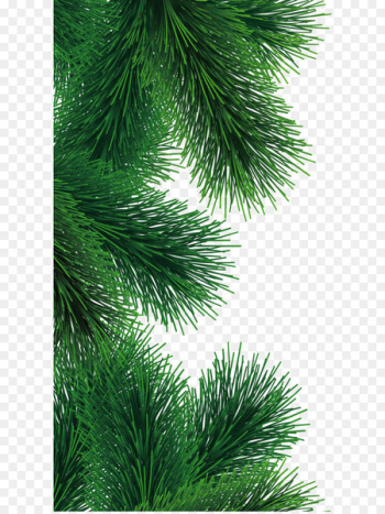 Fir Tree - Fir-Tree Branch Png Image Fir Tree - Fir-Tree Branch Png Image