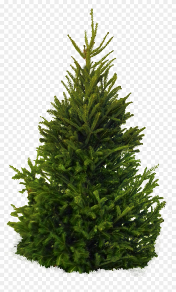 Fir-tree Png Clipart - Fir Tree Png Fir-tree Png Clipart - Fir Tree Png