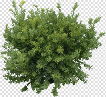 Fir-Tree Png Image Fir-Tree Png Image