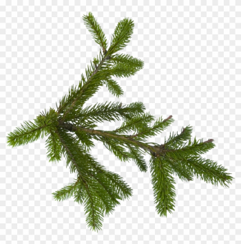 Fir-tree Png Image - Fir Tree Png