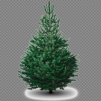 Fir-Tree PNG Picture Fir-Tree PNG Picture