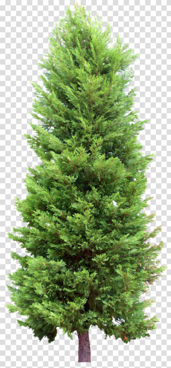 Fir-Tree Transparent Fir-Tree Transparent