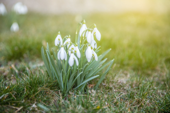 First snowdrops in Spring