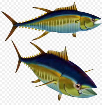 Fish Albacore Tuna Clip art - tuna 