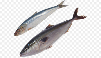 Fish as food Clip art - Fish PNG Fish as food Clip art - Fish PNG