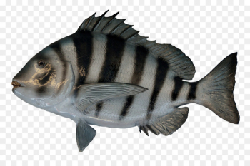 Fish as food - Fish Fish as food - Fish
