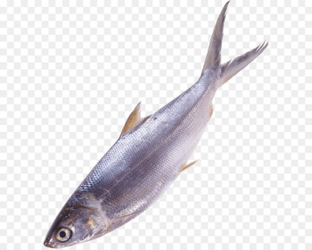 Fish as food - Fish Png Image Fish as food - Fish Png Image