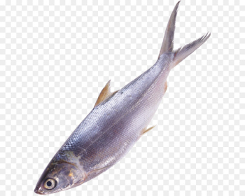 Fish as food - fish PNG image Fish as food - fish PNG image