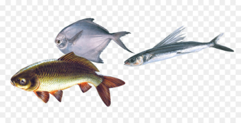 Fish as food Fish steak Seafood - Sea bream Fish as food Fish steak Seafood - Sea bream