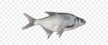 Fish as food Milkfish Organism Freshwater fish - fish Fish as food Milkfish Organism Freshwater fish - fish