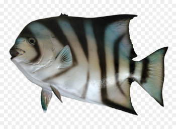Fish as food - Spadefish Fish as food - Spadefish
