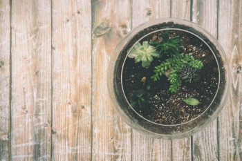 fish bowl on wood plank fish bowl on wood plank
