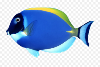 Fish Chomp Goldfish Tropical fish Coral reef fish - fish Fish Chomp Goldfish Tropical fish Coral reef fish - fish