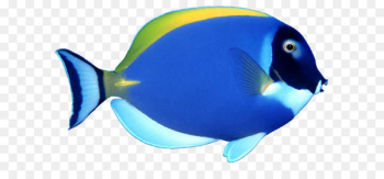 Fish Clip art - blue fish PNG image Fish Clip art - blue fish PNG image