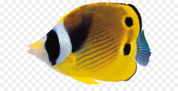 Fish Clip art - Fish Clip Art PNG Image Fish Clip art - Fish Clip Art PNG Image