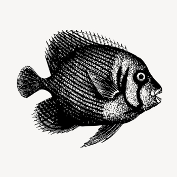 Fish clipart, vintage sea life | Free Vector - rawpixel