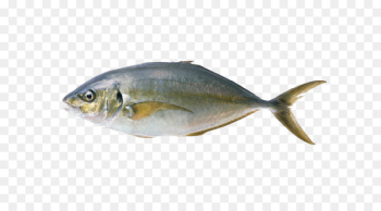 Fish Common carp Grass carp - Fish Pictures Fish Common carp Grass carp - Fish Pictures