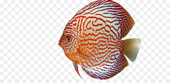 Fish Discus Marine biology Aquarium Eye - fish 