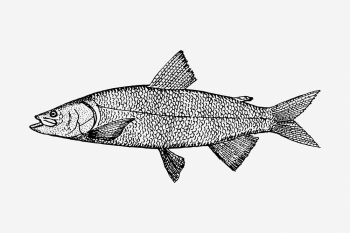 Fish drawing, vintage sea life | Free Photo - rawpixel