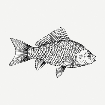 Fish drawing, vintage sea life | Free PSD - rawpixel